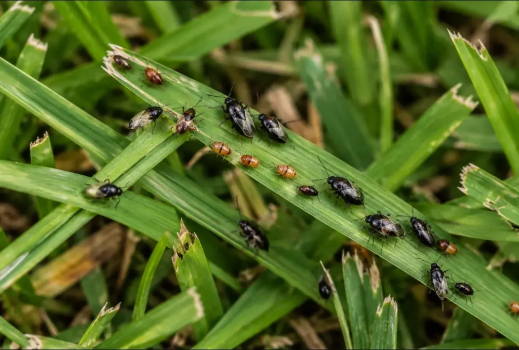 Close-up of chinch bugs and nymphs on St. Augustinegrass blades