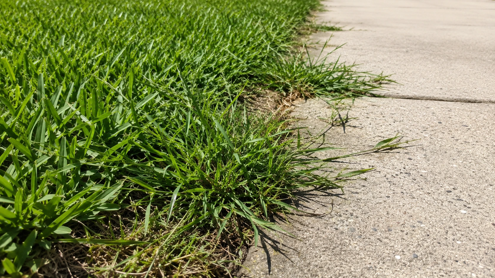Crabgrass spreading along the sidewalk edge of a St. Augustine lawn