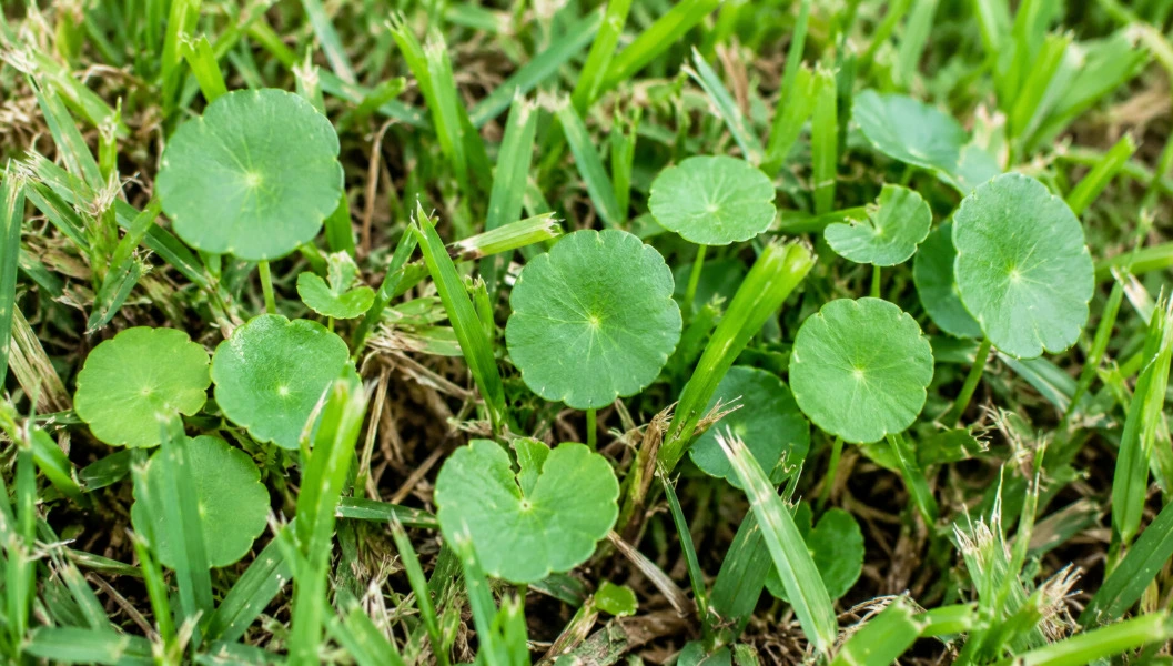 Dollar weed growing among St. Augustine grass