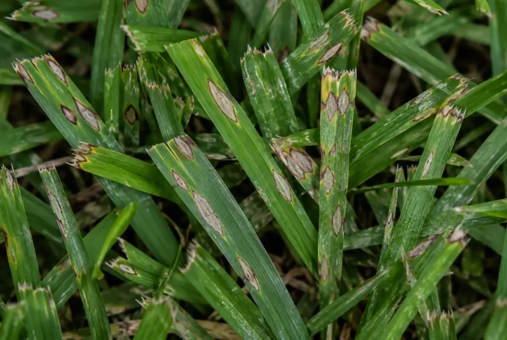 Gray leaf spot lesions on St. Augustinegrass leaves with dark borders