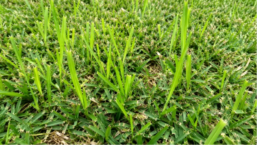 Nutsedge growing taller than the surrounding St. Augustine grass