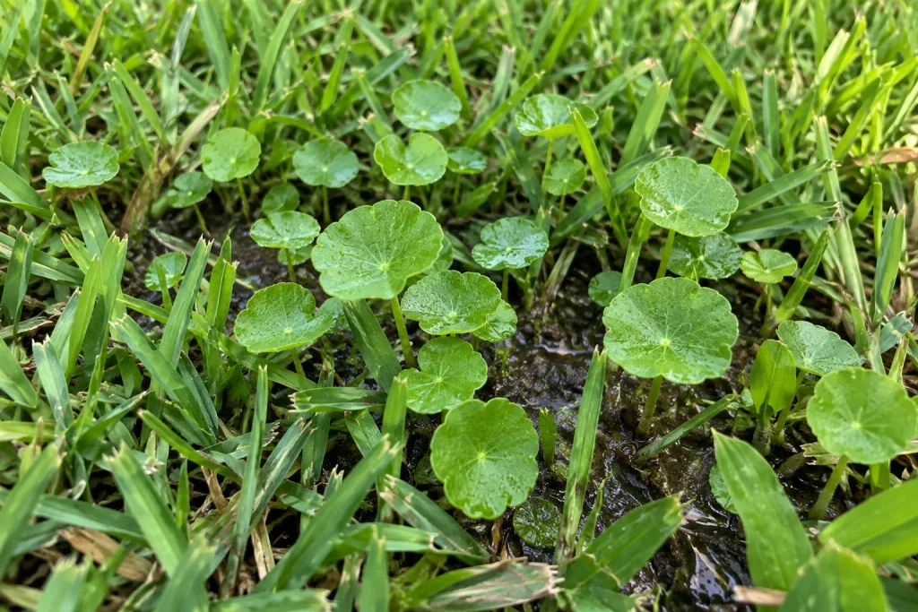 Dollar weed with round green leaves growing among St. Augustine grass in a wet lawn area