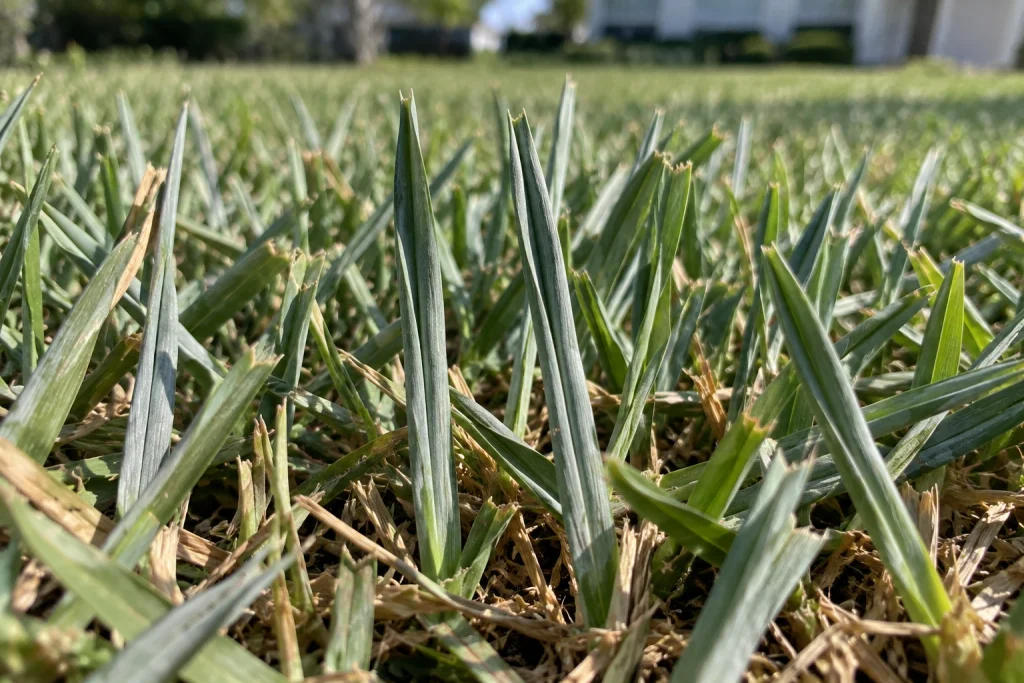 Drought-stressed St. Augustine grass blades folded lengthwise with a blue-gray color